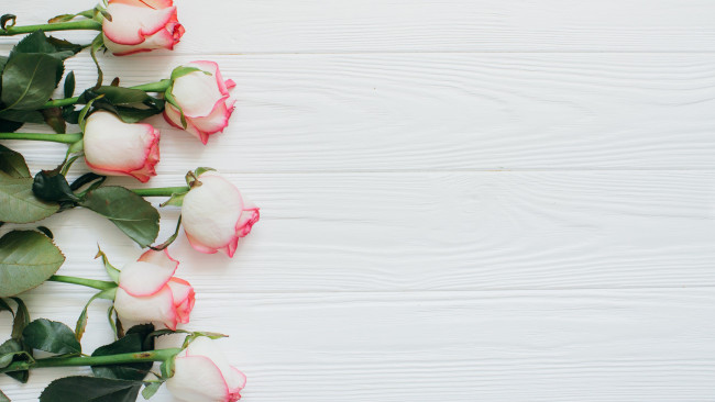 Обои картинки фото цветы, розы, нежные, бутоны