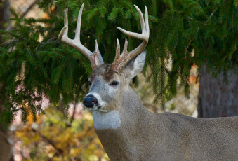 обоя животные, олени, олень