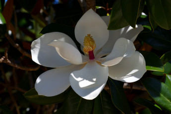 обоя цветы, магнолии, белая, магнолия, макро