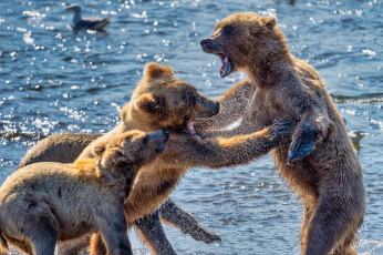 обоя животные, медведи, медведь