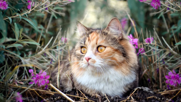 Картинка животные коты кошка цветы трава