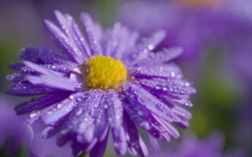 обоя цветы, астры, лиловая, астра, макро, капли