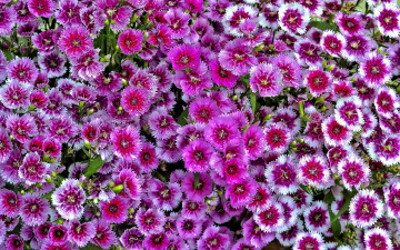 обоя цветы, гвоздики, розовая, гвоздика, шабо, много