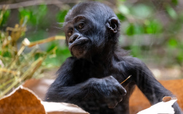 Картинка животные обезьяны обезьяна детеныш горилла