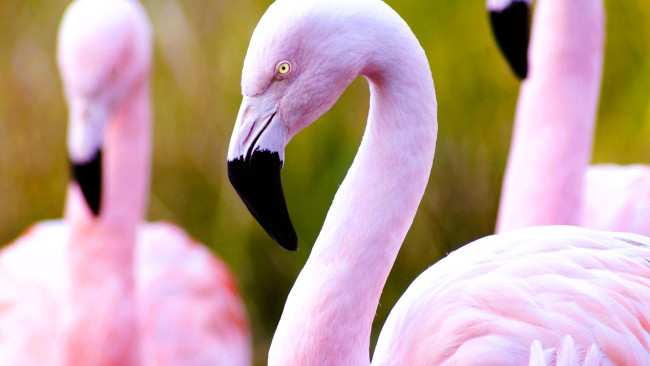 Обои картинки фото животные, фламинго, птицы