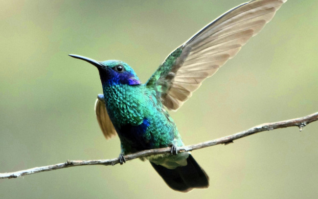 Обои картинки фото животные, колибри, крыло, ветка