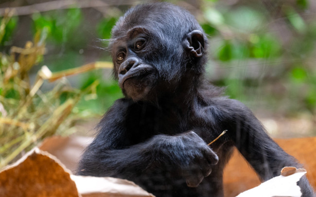 Обои картинки фото животные, обезьяны, обезьяна, детеныш, горилла