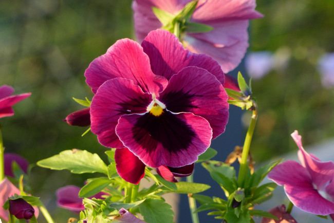 Обои картинки фото цветы, анютины глазки , садовые фиалки, розовый, макро