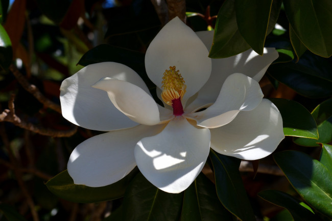 Обои картинки фото цветы, магнолии, белая, магнолия, макро