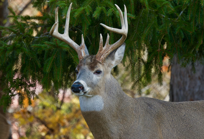 Обои картинки фото животные, олени, олень