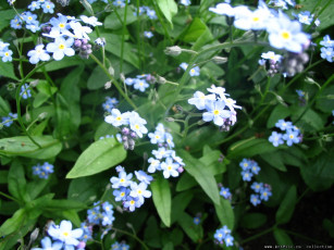 Картинка цветочки цветы незабудки