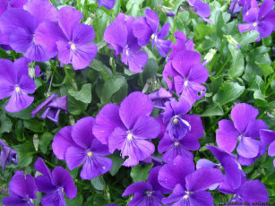 обоя цветы, анютины, глазки, садовые, фиалки