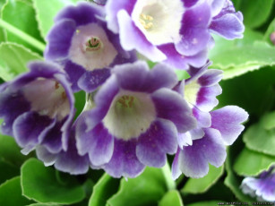 обоя цветы, примулы