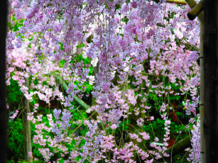 Картинка цветы сакура вишня