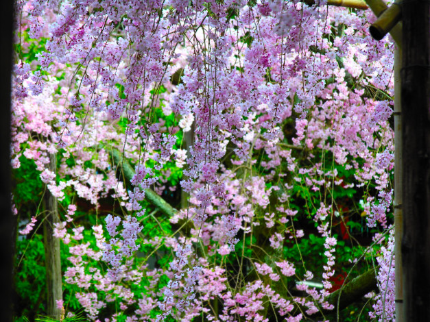 Обои картинки фото цветы, сакура, вишня