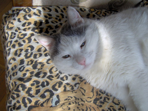 Обои картинки фото сооня, животные, коты