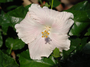 Картинка цветы гибискусы