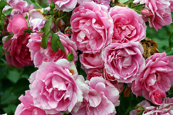 Картинка цветы розы