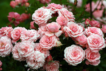 Картинка цветы розы