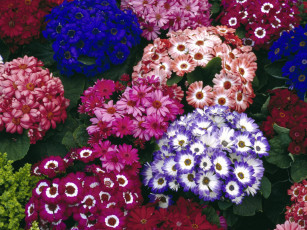 Картинка цветы цинерария