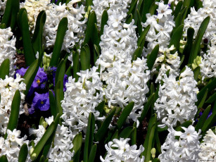 Картинка цветы гиацинты