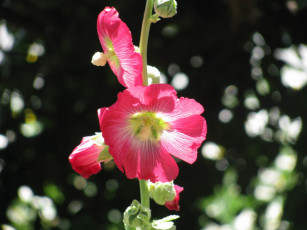 Картинка цветы мальвы