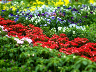 Картинка цветы разные вместе