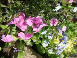 Картинка цветы разные вместе