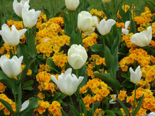 Картинка цветы разные вместе