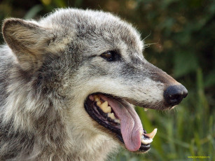 Картинка волк животные волки