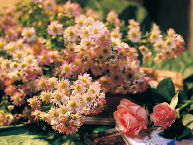Обои картинки фото цветы, разные, вместе