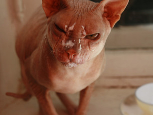 Картинка dorash хозяин сметана говоришь животные коты