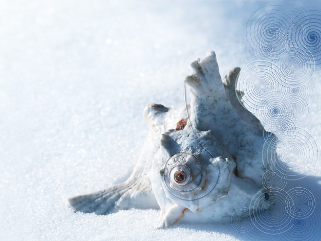 Обои картинки фото разное, ракушки, кораллы, декоративные, spa, камни