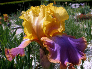 Картинка цветы ирисы желтый фиолетовый большой