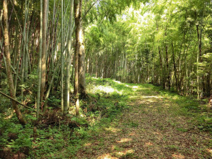 Картинка природа лес дорога бамбку