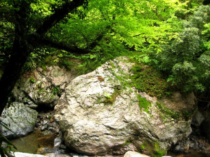 Картинка природа лес вода камни