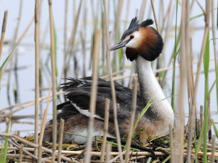 Картинка рогатая поганка чомга животные птицы хохолок