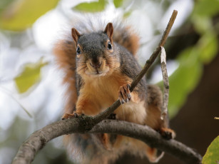 Картинка животные белки