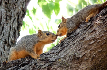 Картинка животные белки двое взгляд