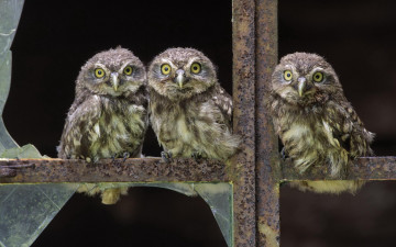 Картинка животные совы