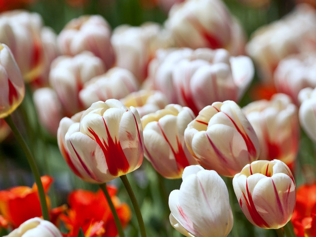 Обои картинки фото цветы, тюльпаны, много, пестрый