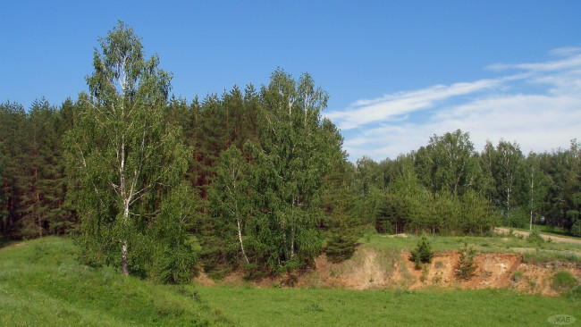 Обои картинки фото каменищ, природа, лес