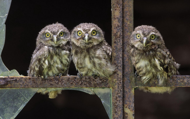 Обои картинки фото животные, совы