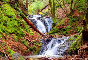Картинка природа реки озера деревья вода поток мох
