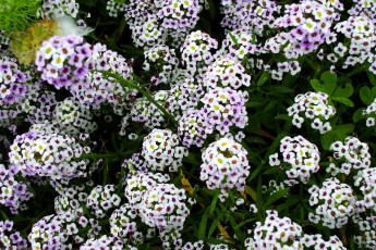 Картинка цветы лепестки