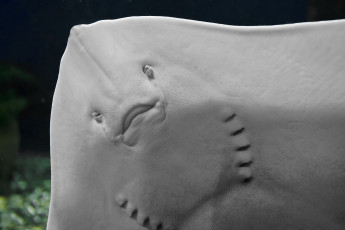 Картинка животные рыбы скат океан