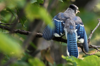 Картинка животные сойки голубая сойка blue jay