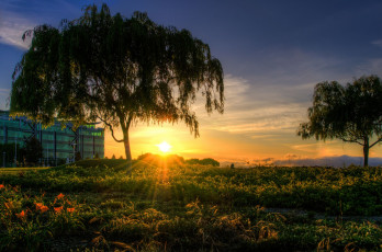 Картинка природа восходы закаты деревья