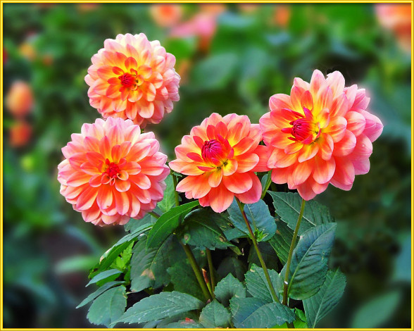 Обои картинки фото цветы, георгины, лепестки, листья