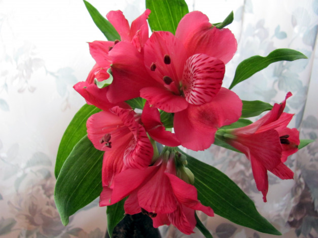 Обои картинки фото цветы, альстромерия, розовый